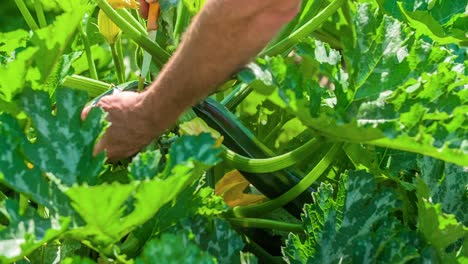 closeup of male cutting zucchini in the garden - isolated view on hands