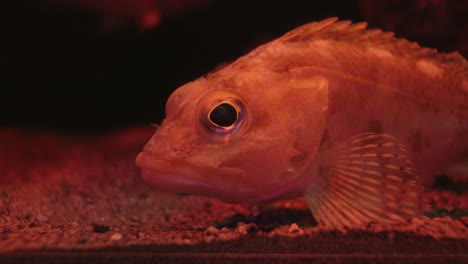 side view of yellowbarred red rockfish resting on a sandy bottom of an aquarium glass in numazu, japan - macro shot