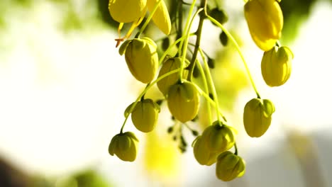 Golden-shower-flower-buds-sway-on-wind,-selective-focus-close-up