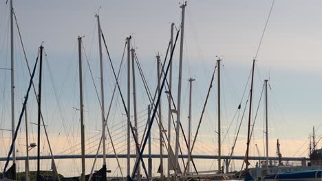 sailboats in a harbor