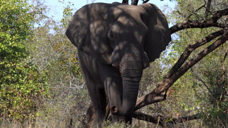 lonely male african elephant walking towards the camera