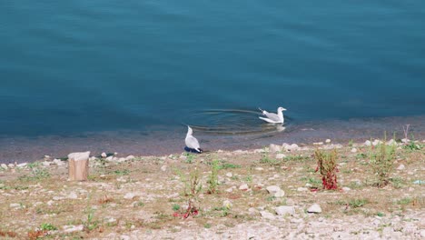 Gaviotas-En-Idaho-En-Busca-De-Comida-En-La-Orilla-Del-Embalse-De-Chesterfield