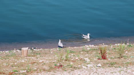 gaviotas en idaho en busca de comida en la orilla del embalse de chesterfield