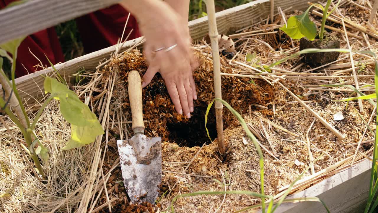 Hands of a woman root young eggplant in warm soil