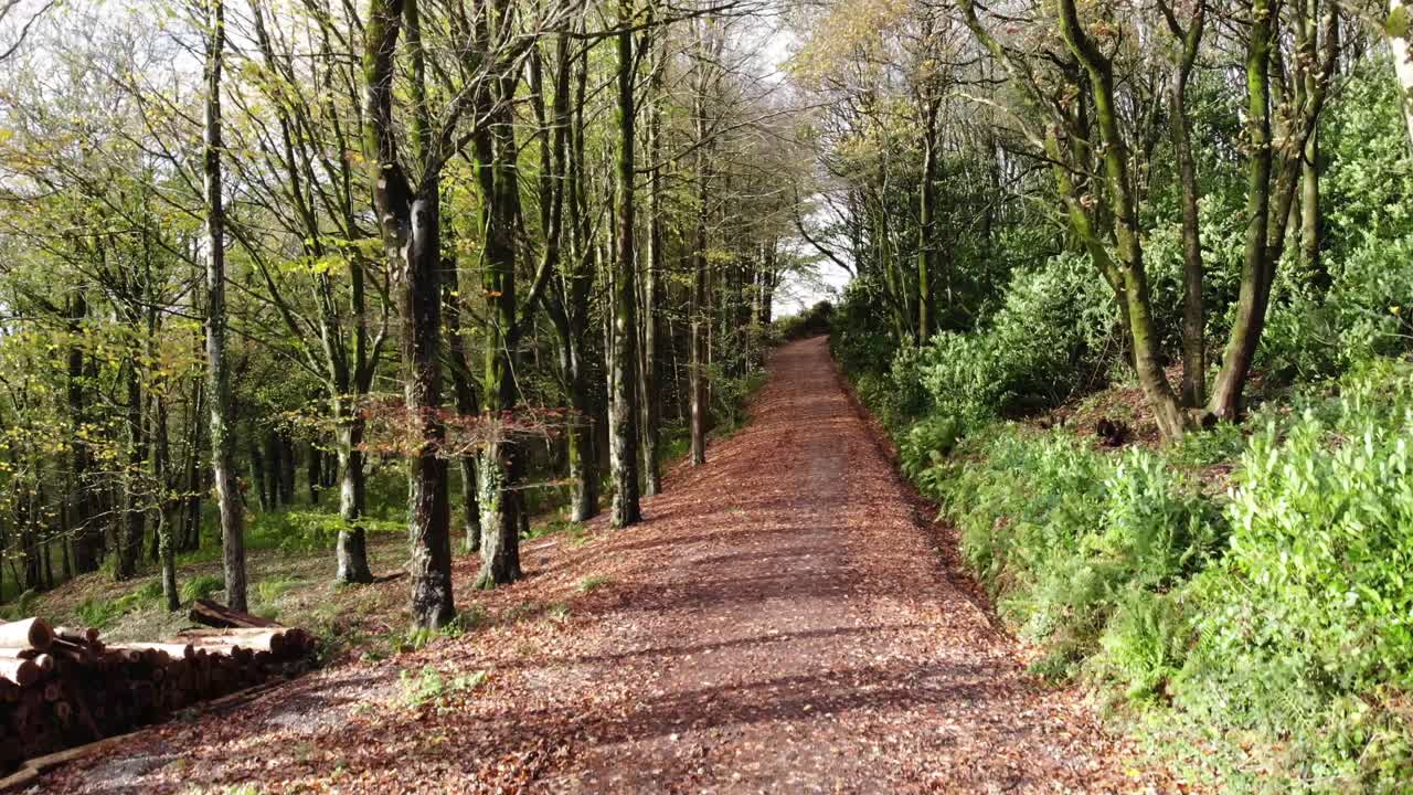 disparo aéreo descendente sobre un camino a través de los árboles en un día de otoño ventoso en otterhead lakes devon inglaterra