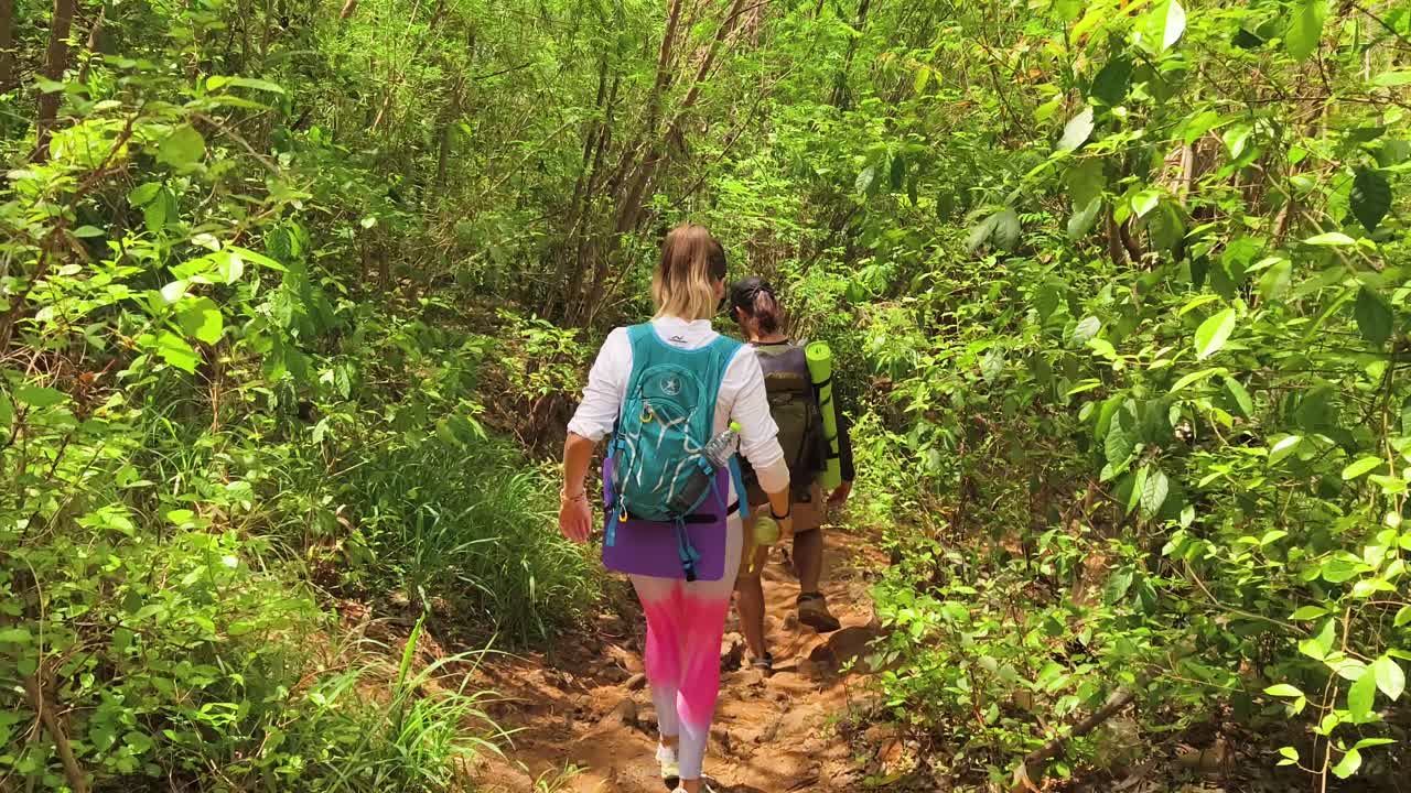 Hikers in a Lush Tropical Forest
