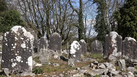 old irish famine graveyard very old headstones on a april day