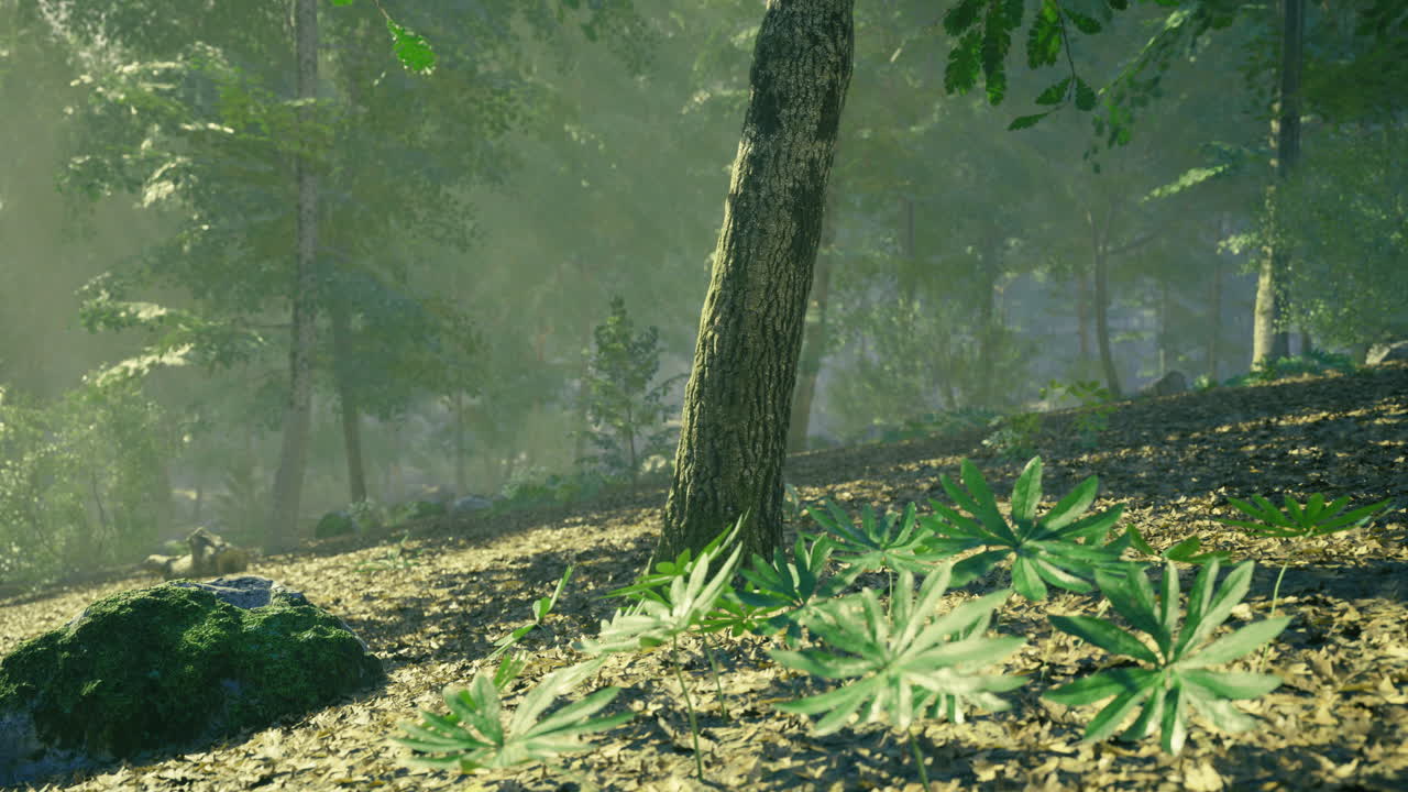 Forest landscape with greenery and dappled sunlight filtering through trees