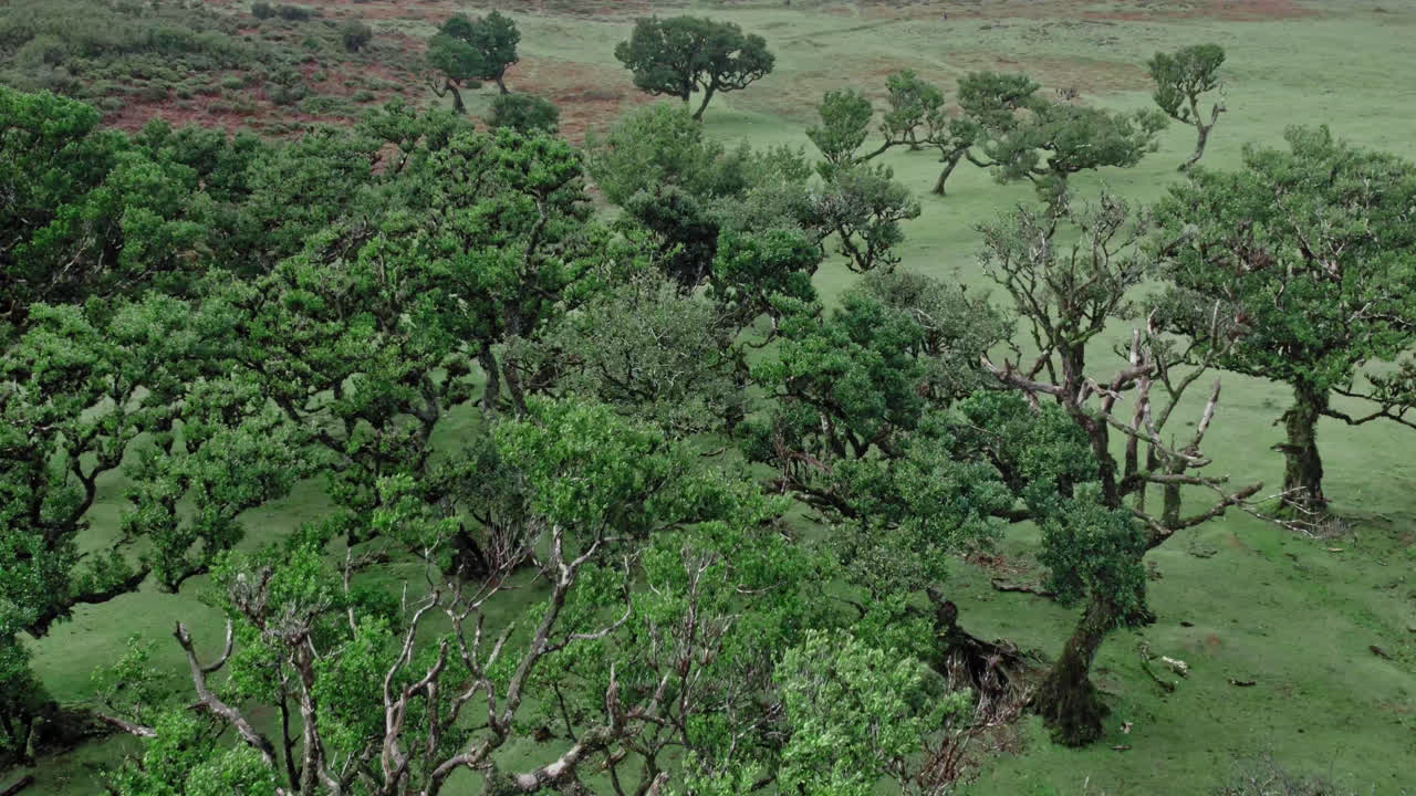 воздушный вид пышного зеленого леса