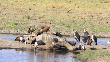 marabou storks and cape vultures scavenge on bush elephant carcass