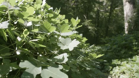 Close-up-so-motion-footage-of-kudzu-faintly-blowing-in-the-wind-in-the-daylight