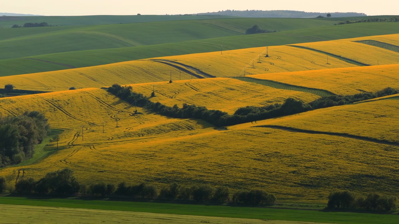 Aerial drone view of undulating yellow rapeseed fields covering rolling hills with green meadows and tree lines creating a vivid patchwork landscape, Moravia, Czech Republic.