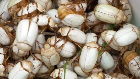 Close-Up-View-Of-Escarabajo-Blanco-De-Junio-Also-Know-As-Catso-Blanco-Or-Katzhos