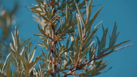 Green-organic-sea-buckthorn-berries-growing-on-a-tree-close-up-with-a-shallow-depth-of-field-in-slow-motion