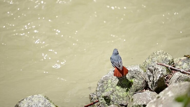 Scena di fauna selvatica che mostra una caccia riuscita in un habitat d'acqua dolce.