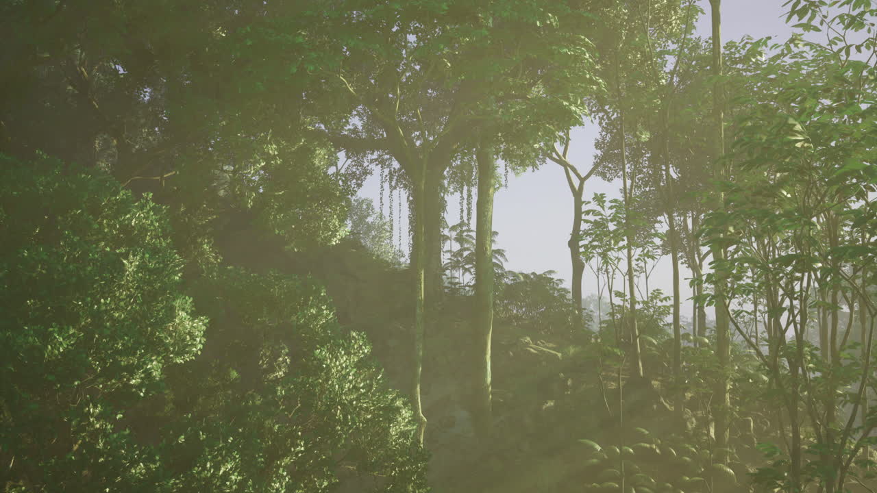 Sunlight streams through tall trees in a lush tropical forest