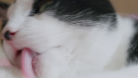 cat closeup, pet animal face detail