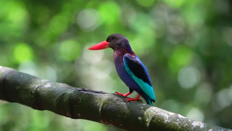un pájaro pescador de java estaba posado en una rama en la brillante luz del sol, luego voló lejos