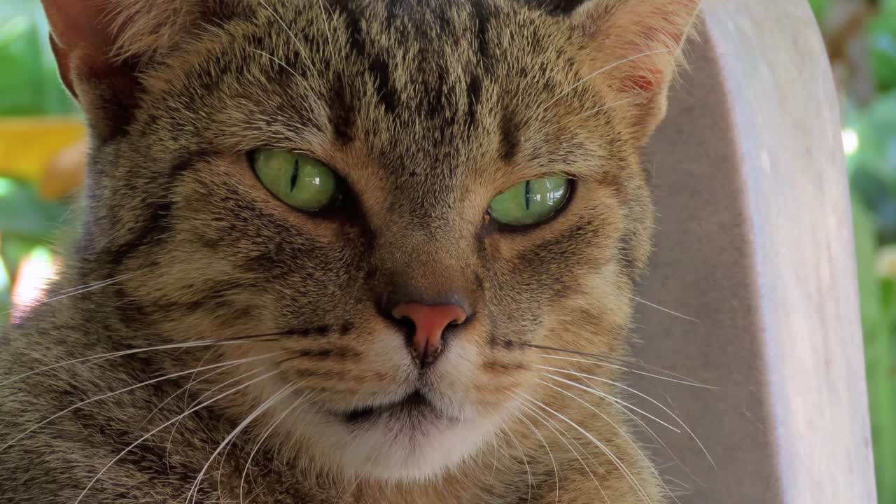 gato doméstico con ojos verdes brillantes.