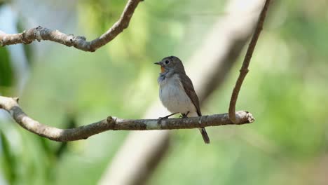 checking and cleaning its feathers carefully, the red-throated flycatcher ficedula albicilla is perched on a tiny branch of a tree inside khao yai national park, thailand