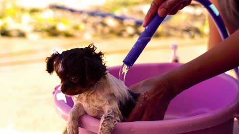 perro cachorro chihuahua bañándose en el lavabo
