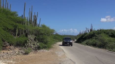 los autos pasan por la arboleda de cactus