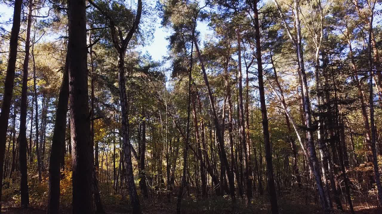 volando un dron lentamente por el bosque