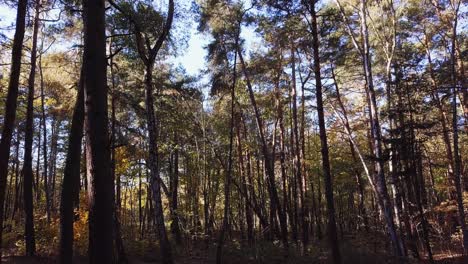 Volando-Un-Dron-Lentamente-Por-El-Bosque