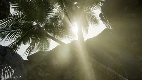 big palms in stone cave with rays of sunlight