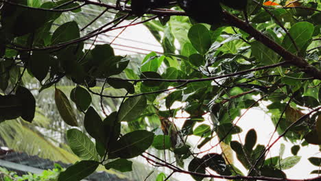 vivid tropical rain drenches a lush jackfruit tree, heavy with plump green fruit