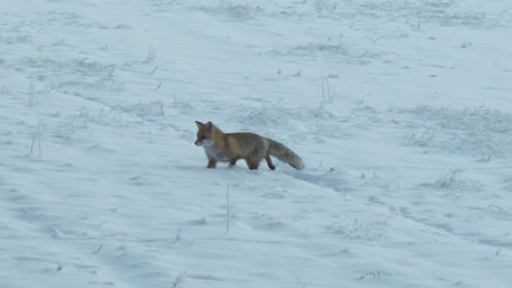 Slomo-De-Zorro-Anaranjado-Corriendo-En-Nieve-Blanca-Y-Deteniéndose,-Siguiendo-A-Pan