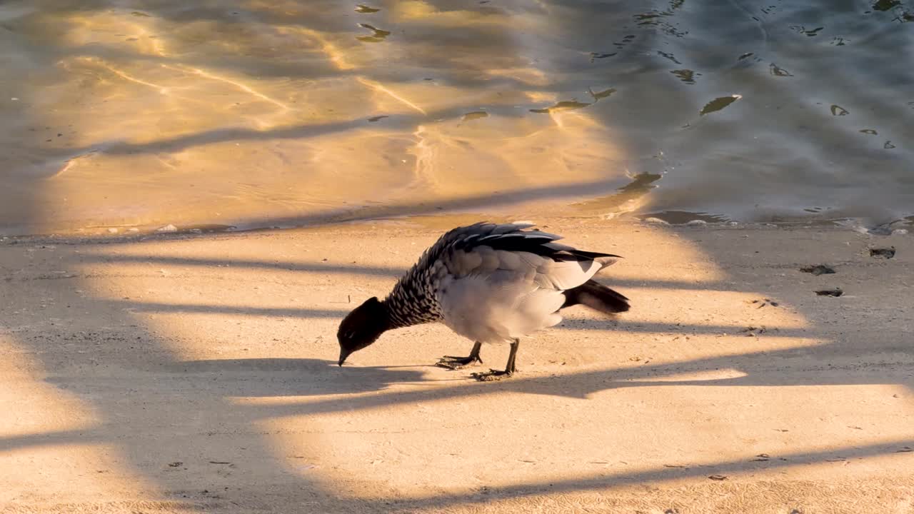 Australian wood duck exits water, walks on sunlit sand, warm sunset lighting, steady camera