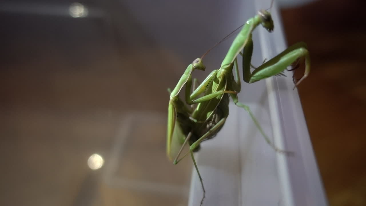 Two male and female european praying mantides mate on the edge of a plastic terrarium