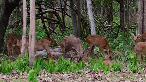 野生のシカは生息地の喪失と狩猟により絶滅危惧種に指定されている