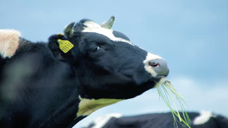 farm cow eating grass. farm cattle eating grass. grazing cattle farm