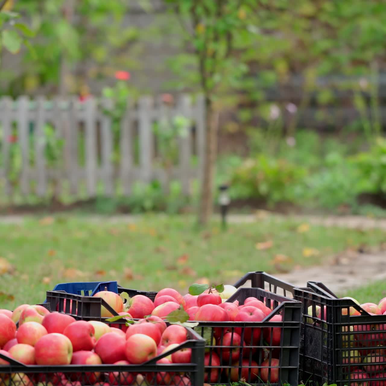 Rich crop of apples in the garden. Farmer taking away drawers with organic fruit in the countryside. Delicious apples in harvest season.