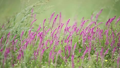 foco de rack de un campo de flores magenta de cola de gato soplando en el viento, parque transfronterizo kgalagadi