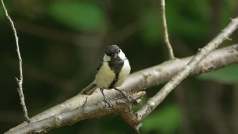 japanese tit perching on tree branches of a forest near saitama, japan