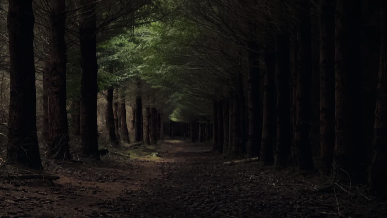 Premium stock video - Straight path leading into an ominous forest ...