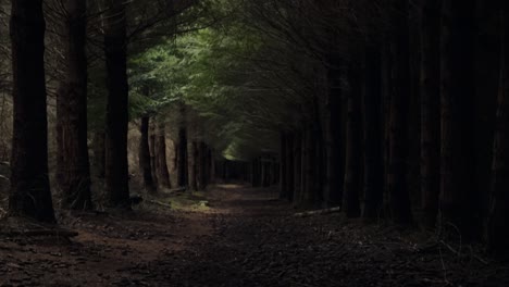 straight path leading into an ominous forest; tilt-down