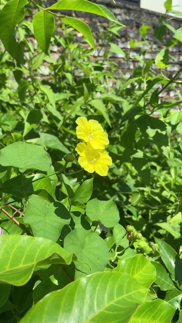 Bright Yellow Flowers Blooming in a Sunny Garden