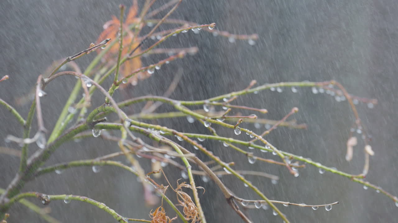 Rainy day with wet tree branches and gentle raindrops falling