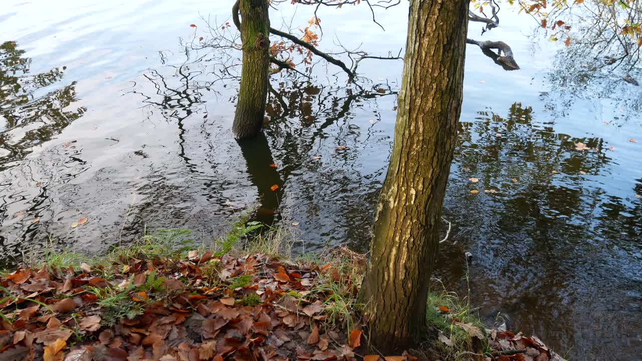 가을 단풍 저수지 시골 농촌 현장에 잠긴 가을 숲 삼림 지대 나무