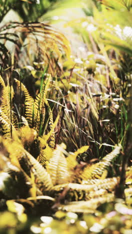 close up of green ferns in a lush tropical forest