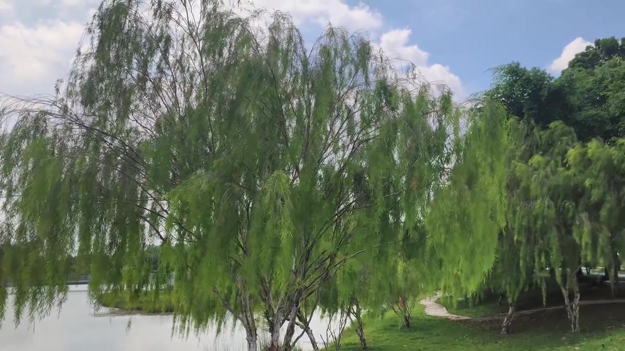 Kaunis itkupaju (Salix babylonica) seisoo sirosti. Sen pitkät, ohuet oksat riippuvat elegantisti maata kohti. Vihreät lehdet huojuvat kevyesti tuulessa.