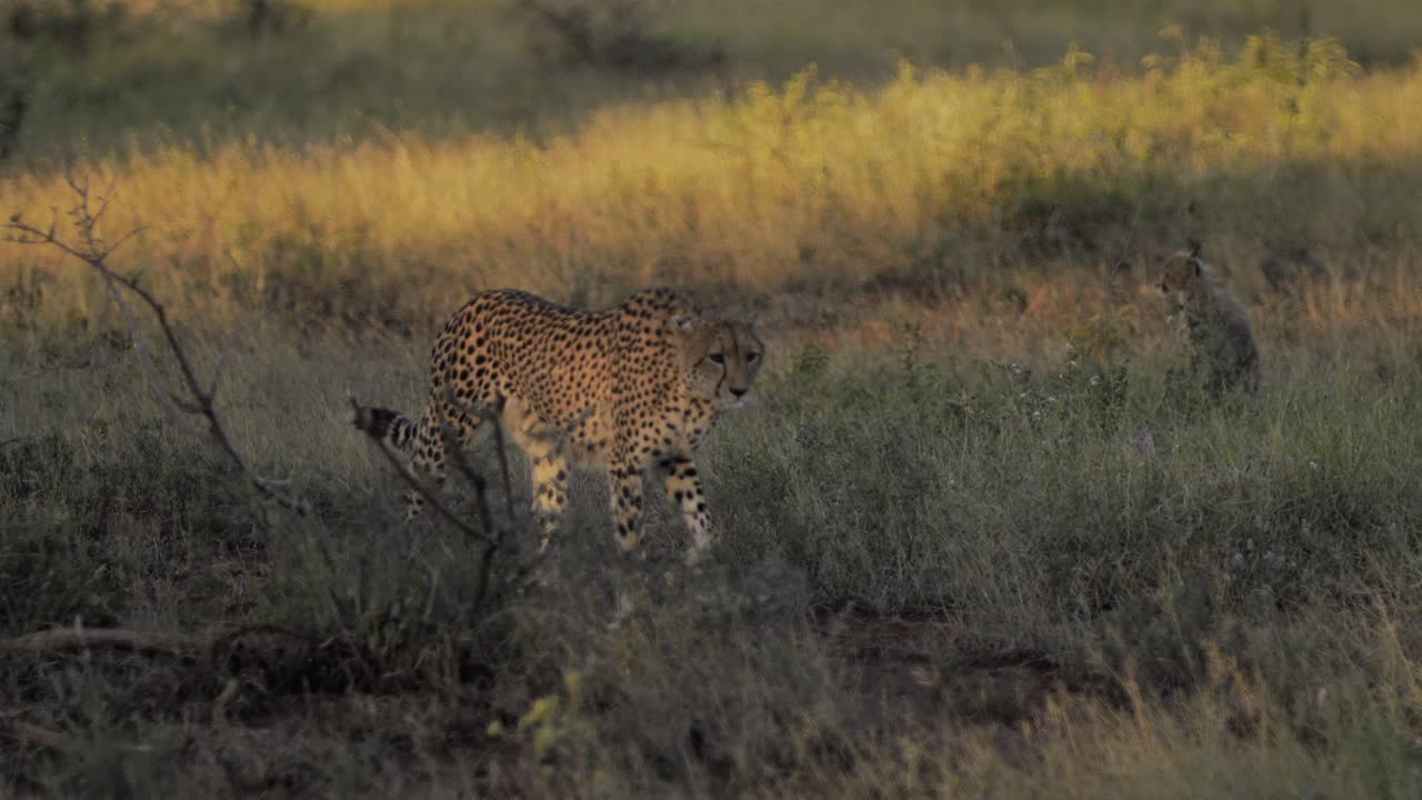 madre guepardo caminando hacia la cámara con cachorros juveniles en el fondo