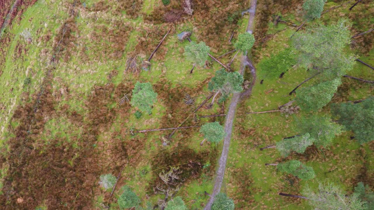 deforestación de plantaciones de árboles forestales con camino - disparo de drones aéreos de arriba hacia abajo 4k