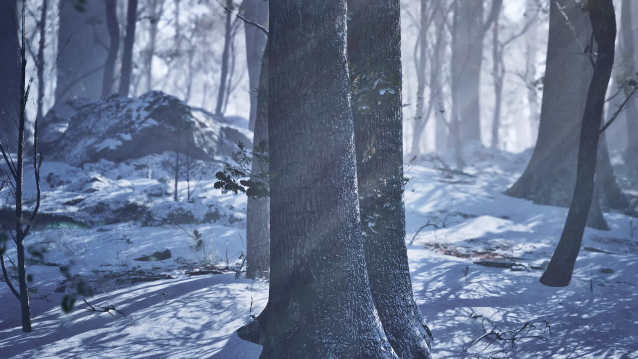 겨울철에 나무  ⁇  사이에서 해가 지는 것