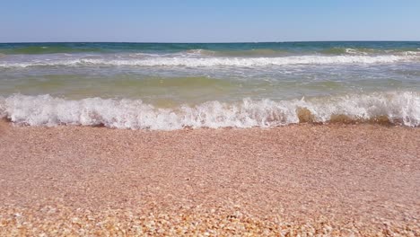 seashells on sand beach with sea waves, close up