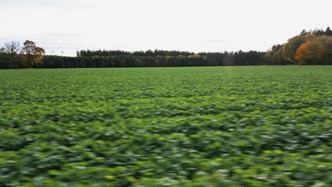 Discover-the-rustic-charm-of-autumn-farming-with-our-mesmerizing-drone-footage,-gliding-low-over-golden-crop-fields-in-a-picturesque-rural-landscape